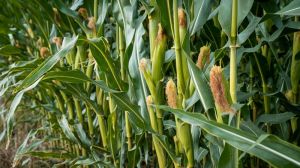 Через посуху окремі господарства Черкащини не планують закладати кукурудзу на силос