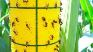 На Одещині виявлено локальні осередки шкодочинності кукурудзяного жука
