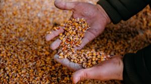 Мінекономіки знизило прогноз валового збору зернових до 68 млн тонн