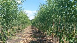На півдні України вирощуватимуть мигдаль вітчизняної селекції