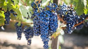 Перспективним та інвестиційно привабливим напрямом розвитку агробізнесу є вирощування винограду — думка