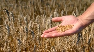Частка продовольчої пшениці сягатиме практично половини цьогорічного врожаю — фахівець