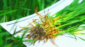 В умовах посухи та нестачі вологи потрібно збільшувати площі під рослинами з мичкуватою кореневою системою — думка