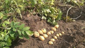 Європейські вчені дослідять, як підвищити стресостійкість картоплі в умовах зміни клімату