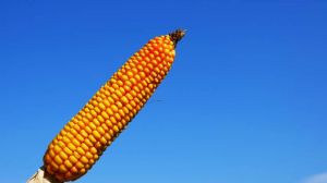 У НААН оприлюднили прогноз цьогорічної врожайності кукурудзи по регіонах
