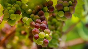 Сімейне господарство вирощує під Києвом 150 різних сортів винограду
