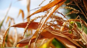 На Черкащині проводять оцінку втрат врожаю аграріїв через посуху
