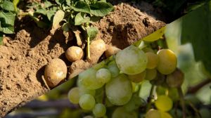 Уряд запроваджує додаткові механізми держпідтримки виноробства і картоплярства