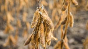 Низька маса тисячі зерен — одна з ключових причин втрати врожаю сої у сезоні-2020 — фахівець
