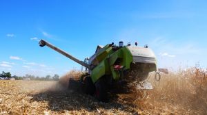 ​Запізнення з початком збирання кукурудзи призведе до великих втрат врожаю —​ НААН