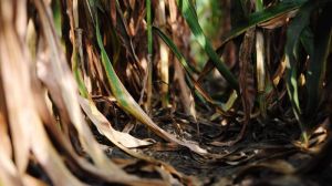 На полях окремих областей кукурудза перебуває в незадовільному стані
