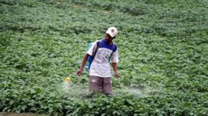Індійські фермери судитимуться з Syngenta через заборонений в Європі інсектицид