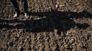 В Україні посилюється повітряно-ґрунтова посуха — Укргідрометеоцентр