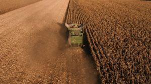 В Мінекономіки вважають малоймовірним подальше зниження прогнозу врожаю зернових