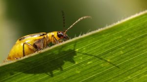 На Тернопільщині збільшуються площі розповсюдження західного кукурудзяного жука