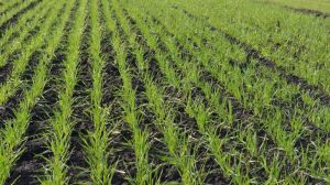 Понад 60% ґрунтів України відчувають дефіцит в елементах живлення — фахівець