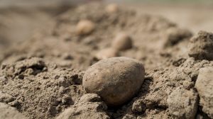 У Кенії вчені вивели нематодостійкі та ранньостиглі сорти картоплі