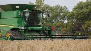 Сумщина лідирує в рейтингу врожайності зернових та зернобобових культур