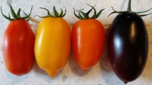 Італійським вченим вдалось виростити різнокольорові томати з покращеними характеристиками