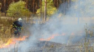 Масштабні пожежі на Луганщині загрожують врожаям кукурудзи у полях