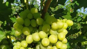 150 сортів винограду вирощують у сімейному господарстві на Вінниччині