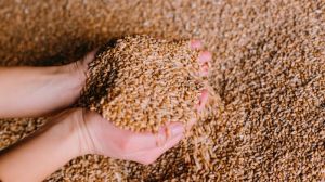 На Сумщині зросла середня врожайність пшениці
