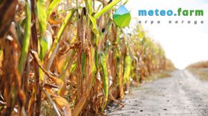 Початок осені в Україні відзначився рекордно високими температурами — Метео Фарм