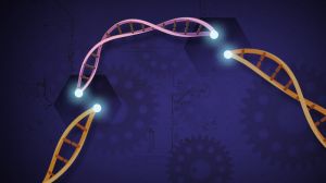Нобелівську премію з хімії присудили розробникам методу редагування генів CRISPR/Cas9