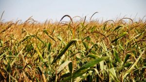 При переході на органічні добрива в Агрейн домоглись збільшення врожайності соняшнику та кукурудзи