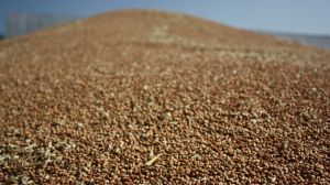 Аграрний фонд розпочинає форвардні закупівлі зерна врожаю 2021 року