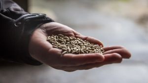Аналітики прогнозують зростання валового збору нішевих зернових в Україні