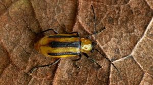 Західний кукурудзяний жук продовжує розширювати ареал існування на Кіровоградщині