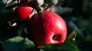 Озвучено прогноз на цьогорічний врожай зимових сортів яблук
