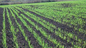 В UKRAVIT розповіли про способи боротьби із забур’яненістю озимих зернових 