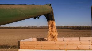 На Вінниччині намолочено майже 2 млн тонн кукурудзи
