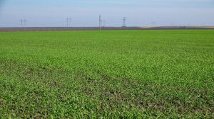 Українська зернова Асоціація озвучила прогнози на врожай зернових та олійних 2020/21 МР