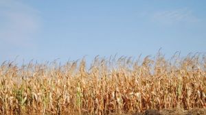 Фахівці розповіли, чому в умовах Півдня доцільно знижувати густоту сівби кукурудзи