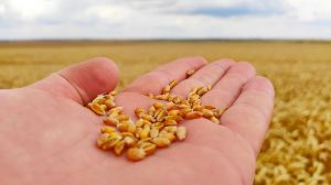 Вже в листопаді аграрії України зможуть експортувати насіння зернових в ЄС