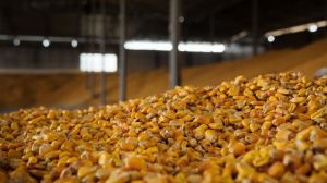 Урожайність кукурудзи на Полтавщині б’є антирекорди
