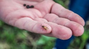  В Україні цикадки та інші шкідники нищать посіви озимих