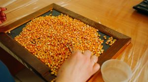 Американські вчені отримали $2 млн на розробку кращого насіння кукурудзи
