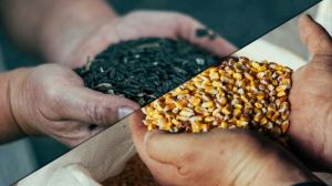 Аграрії Полтавщини знову будуть вирощувати кукурудзу та соняшник на виснаженій землі