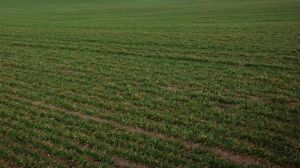 На Вінниччині понад 80% посівних площ під озимі культури засіяли пшеницею
