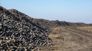 На Кіровоградщині аграрії зібрали близько 130 тис. тонн цукрових буряків
