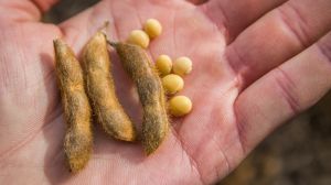 На Прикарпатті соя посуває традиційну картоплю, росте в площі та вартості