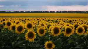 Прогноз врожаю соняшнику в Україні 2020/2021 знижено — USDA