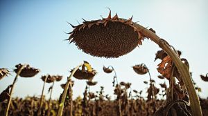 Урожайність соняшнику на Тернопільщині на 50% вища від середньої по Україні