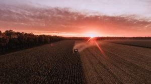 Аграрії Дніпропетровщини восьмий рік поспіль збирають понад 3 млн тонн зерна