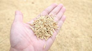 Аграрій на Херсонщині отримує прибуток з продажу рисового лушпиння