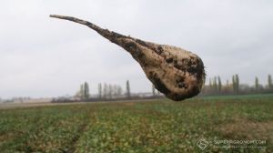 Урожайність цукрового буряку на Кіровоградщині впала на 16 т/га